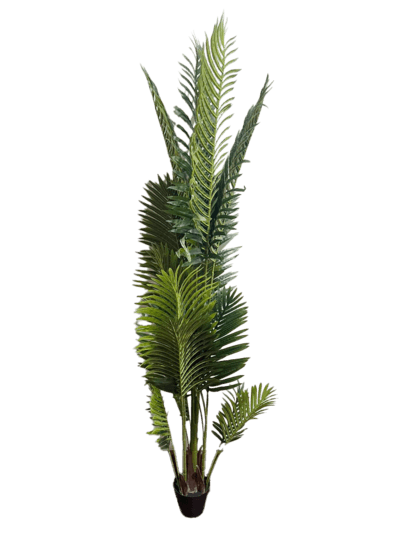 Palm