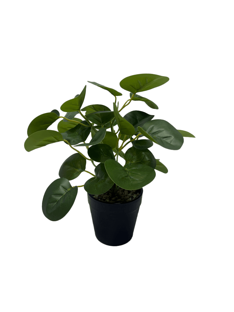 Money Plant