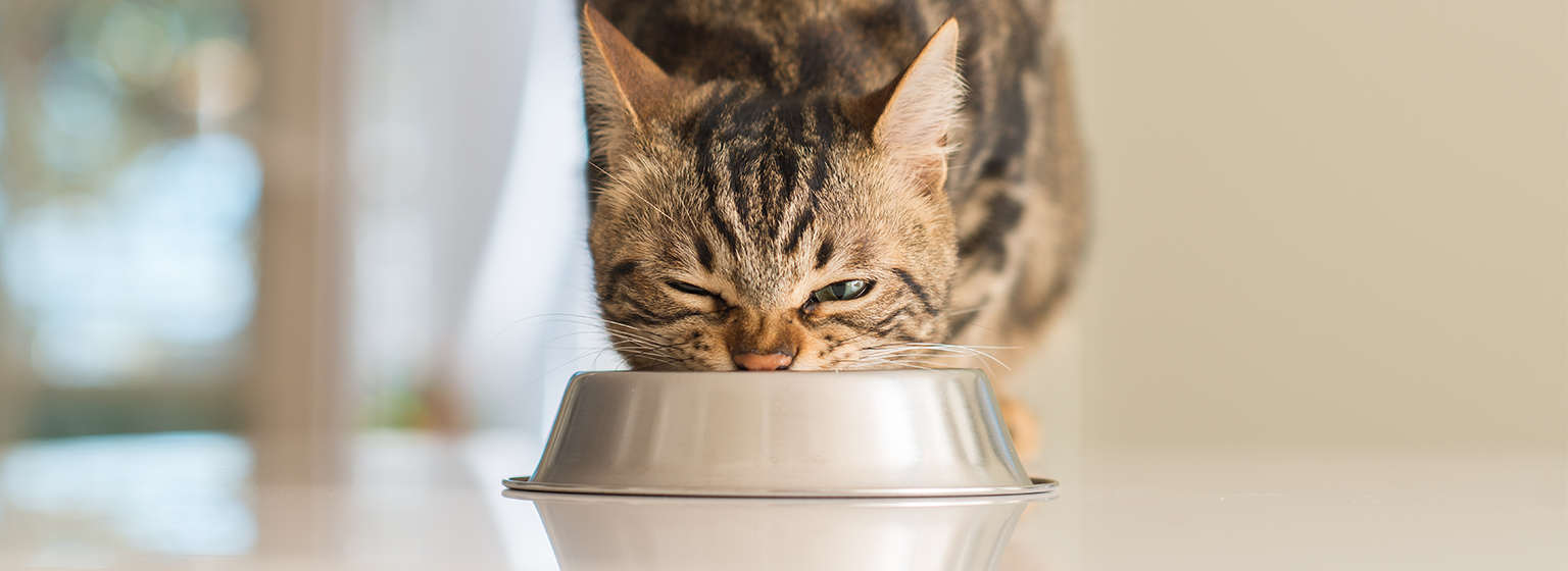Kattmat