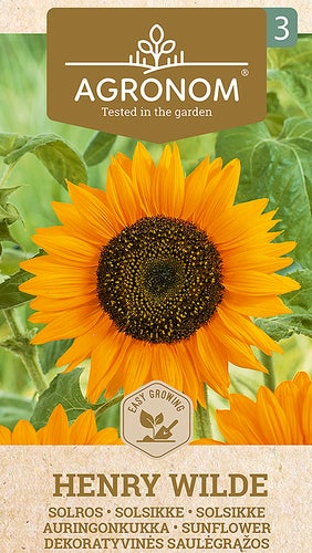 Frö Solros Henry Wilde