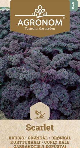 Frö Grönkål Scarlet